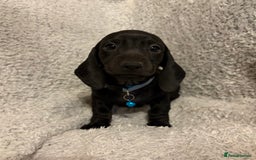 Miniature Dachshund dogs for sale: Miniature dachshund  - Image 5