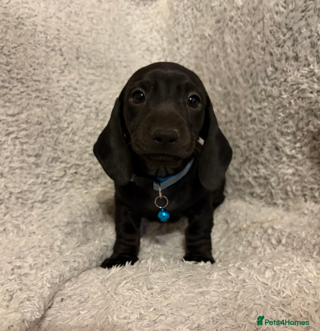 Miniature Dachshund dogs for sale: Miniature dachshund  - Image 5