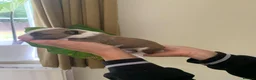 English Bull Terrier dogs for sale: Outstanding Quality Bull Terrier Puppies - Advert 4