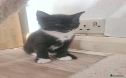 British Shorthair cats for sale: Lovely 1 black and 2 black & white kitten - Image 6