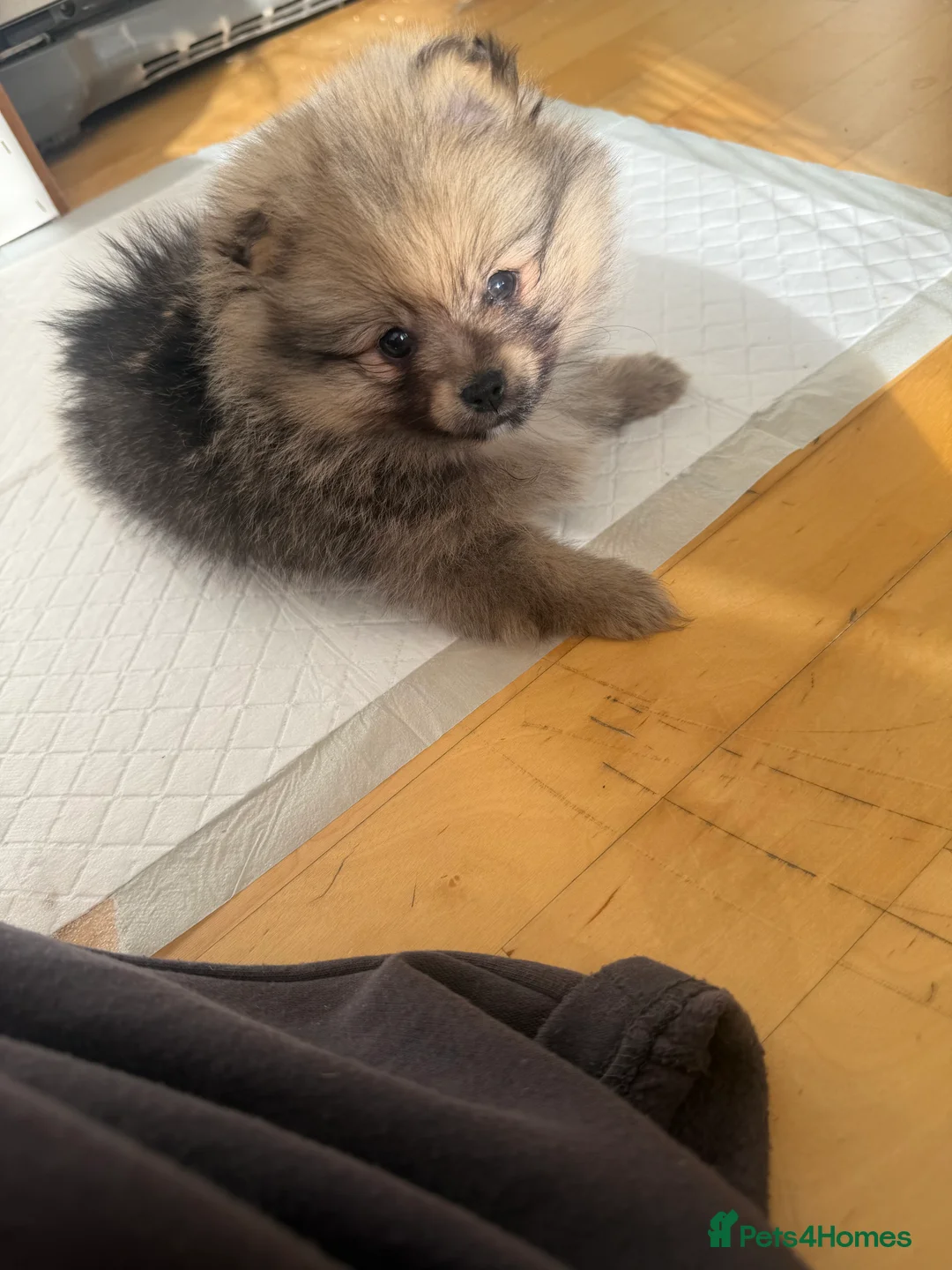 Pomeranian dogs for sale: puppy - Advert 8