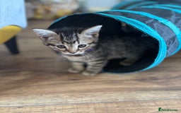 Mixed Breed cats for sale: 6 beautiful and playful mixed Mainecoon kittens - Image 4