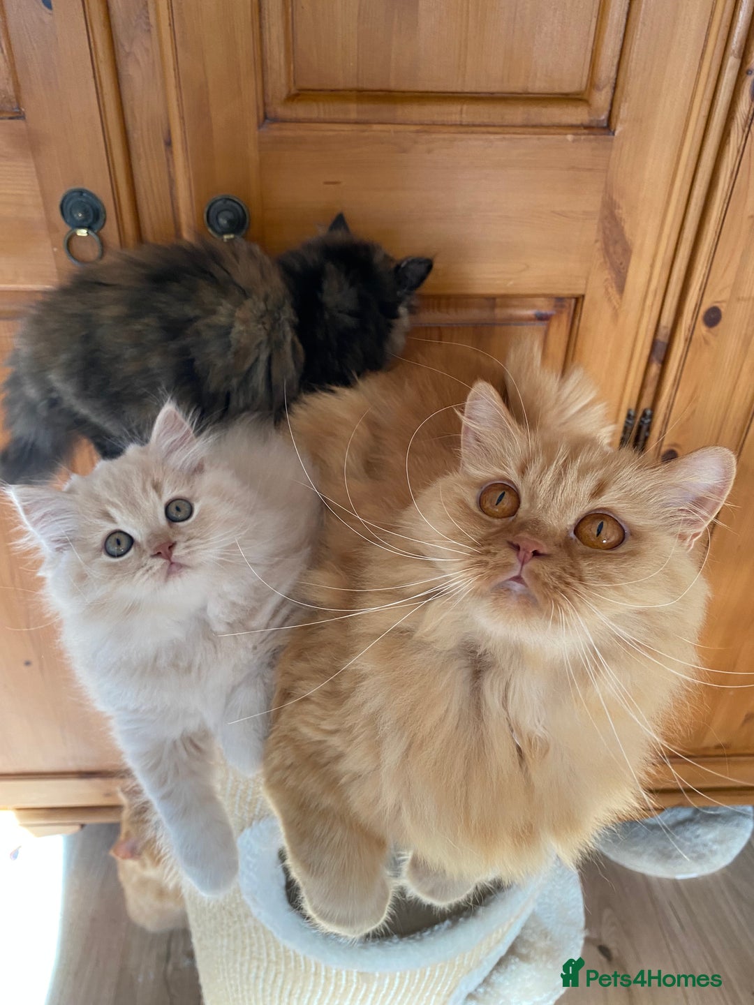 British Longhair cats for sale: Champion line kittens with excellent pedigrees - Advert 12