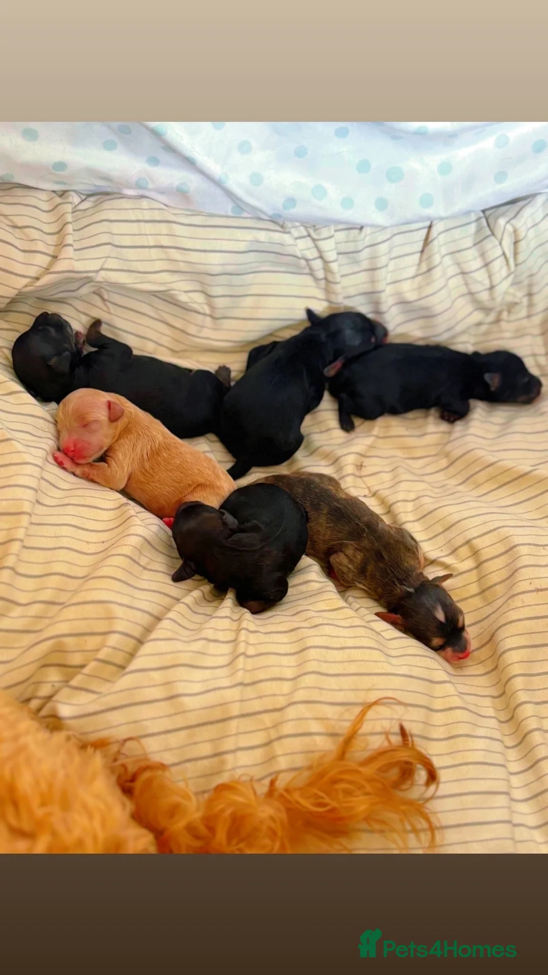 Mixed Breed dogs for sale: Toy poodle / Cockerpoos, Top quality  - Advert 1