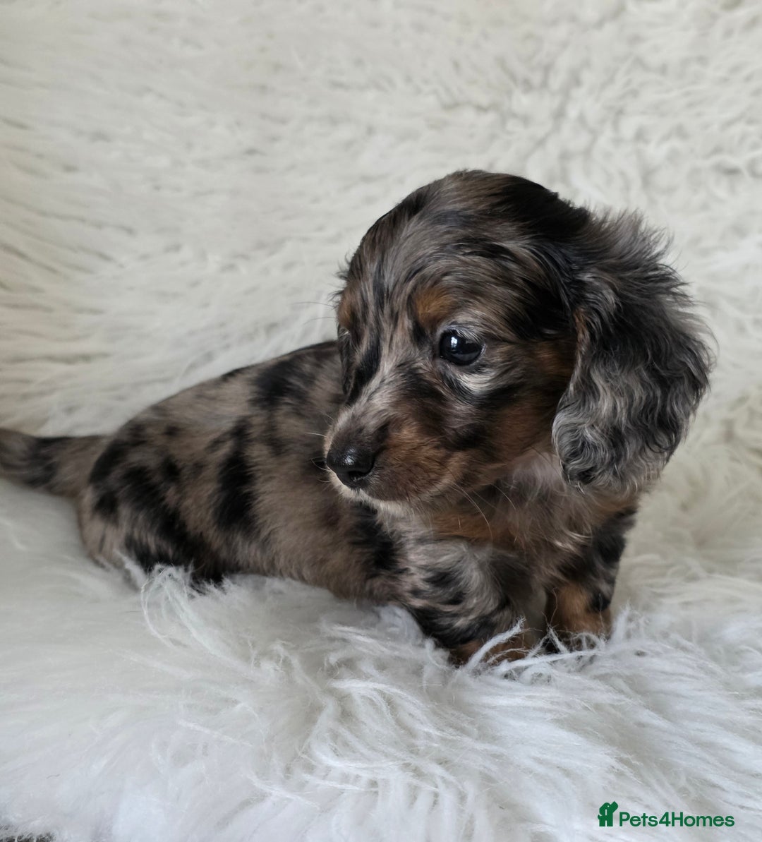 Miniature Dachshund dogs for sale: KC reg, gorgeous litter.5* Licensed. READY NOW  - Advert 4