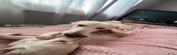 Lurcher dogs for sale: Lurcher bitch  - Advert 2