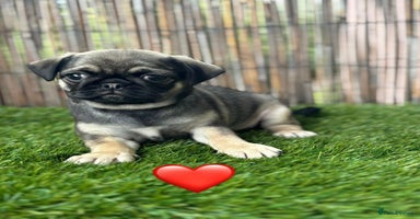 Pug dogs - Advert 11