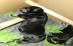 Miniature Schnauzer dogs for sale: Miniature schnauzer's due, KC, Mac, low COI - Image 17