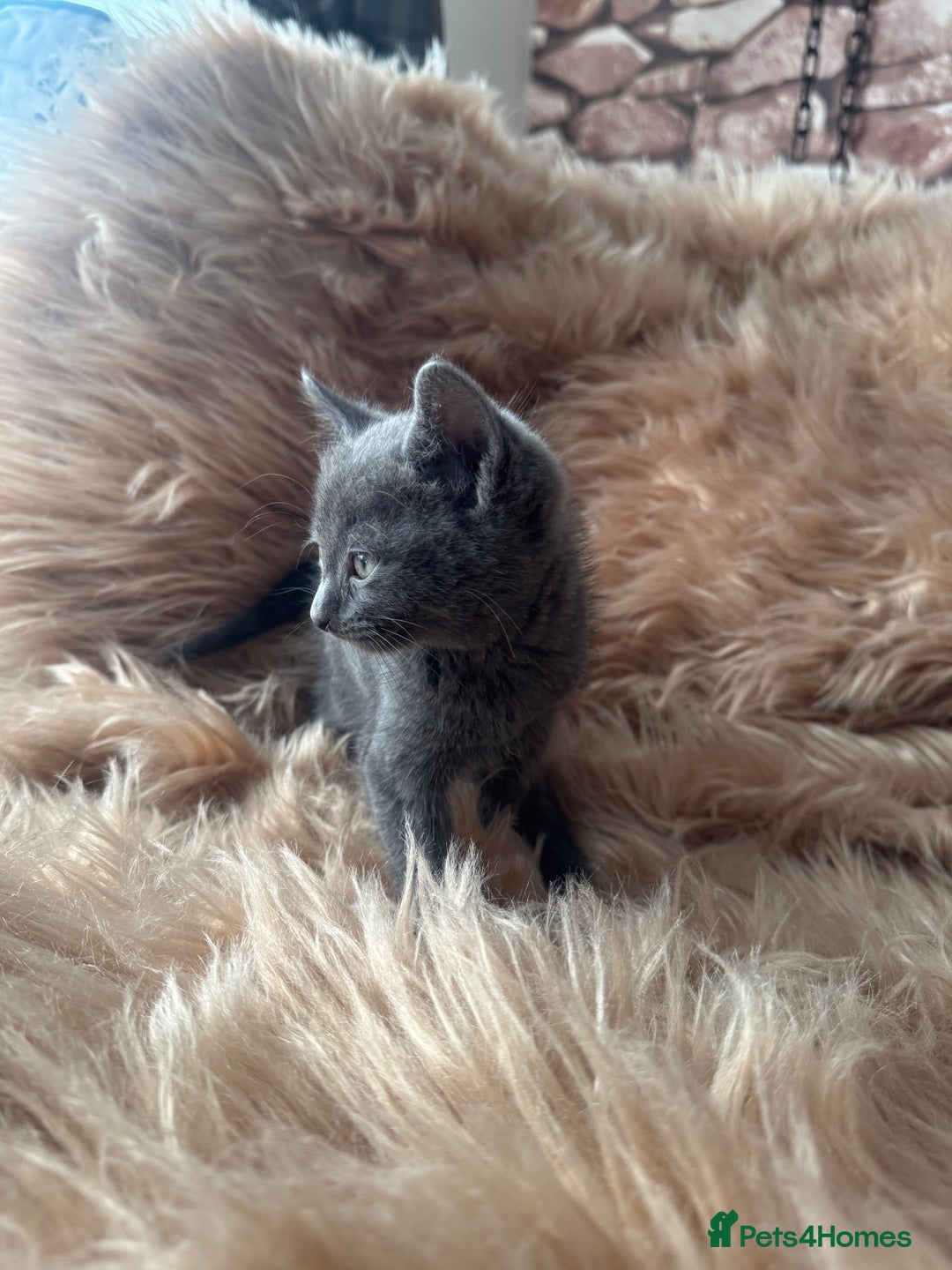 Ragdoll cats for sale: Ragdoll X  - Advert 11