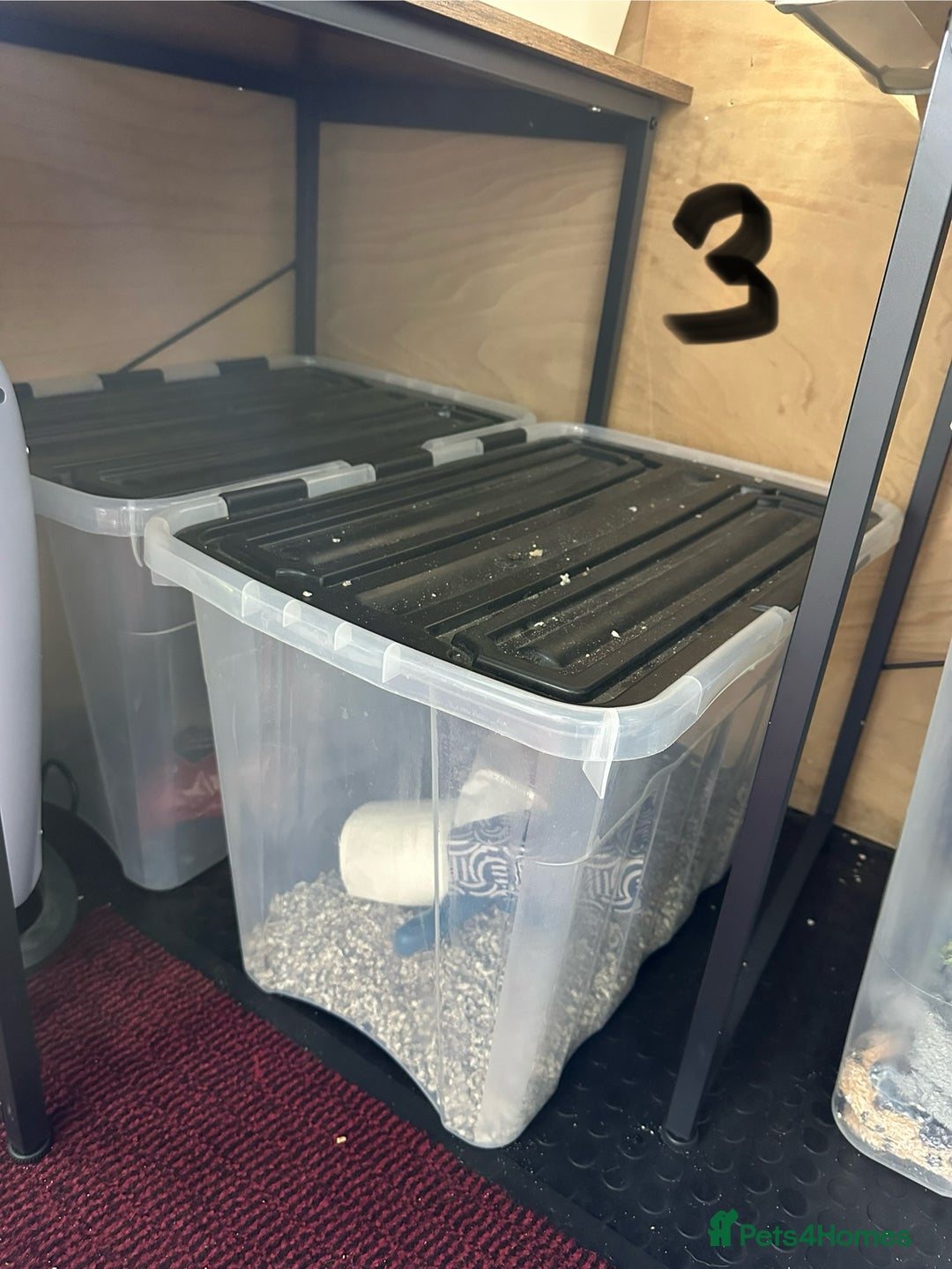 Rat rodents for sale: Rats & complete set up - Image 21