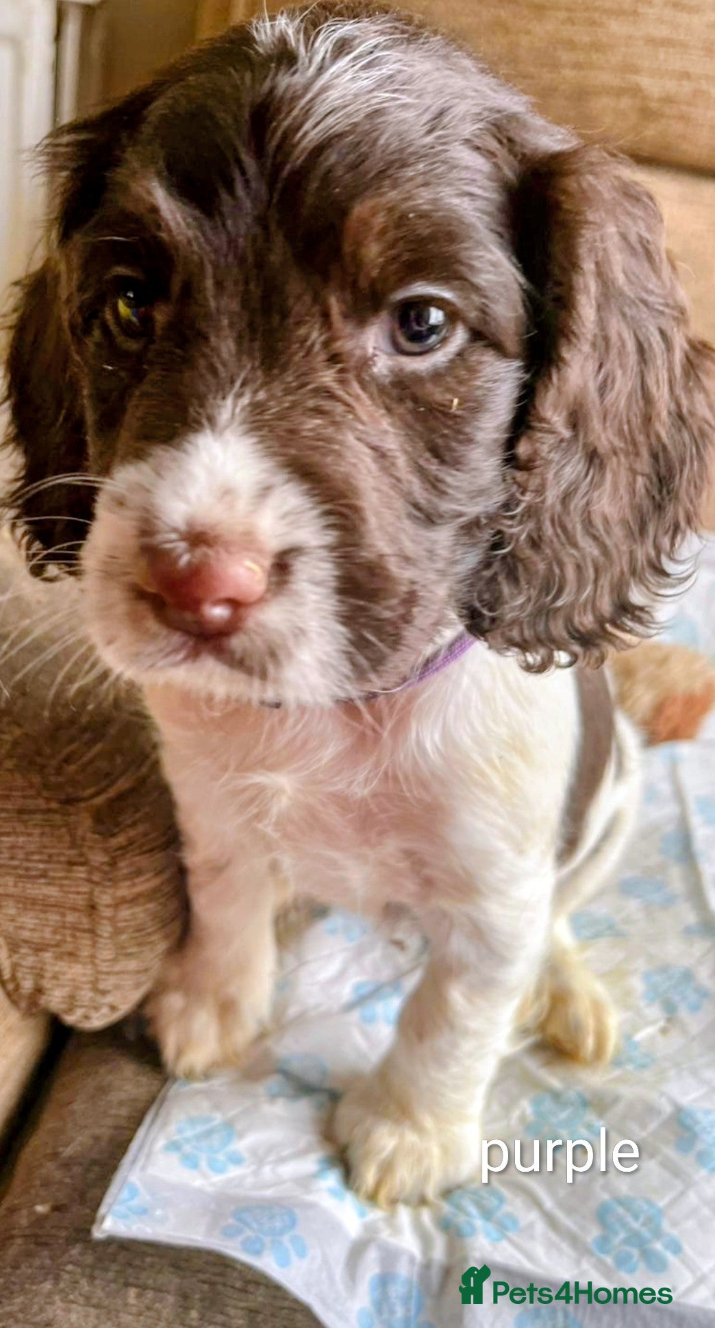English Springer Spaniel dogs 8 x Healthy Springer Spaniel pups,ready 15/07/26 - Advert 2