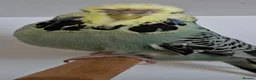 Budgerigars birds for sale: Exhibition budgies for sale  in Sudbury - Advert 9
