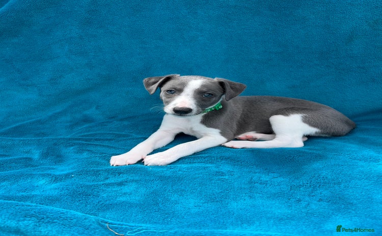 Whippet dogs - Advert 3
