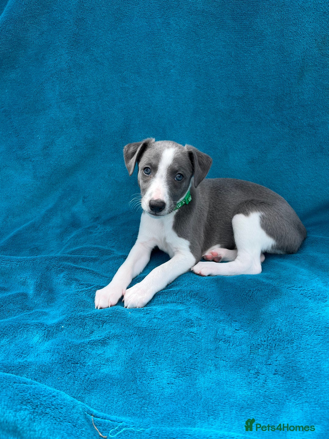 Whippet dogs for sale: Whippet puppies  - Image 1