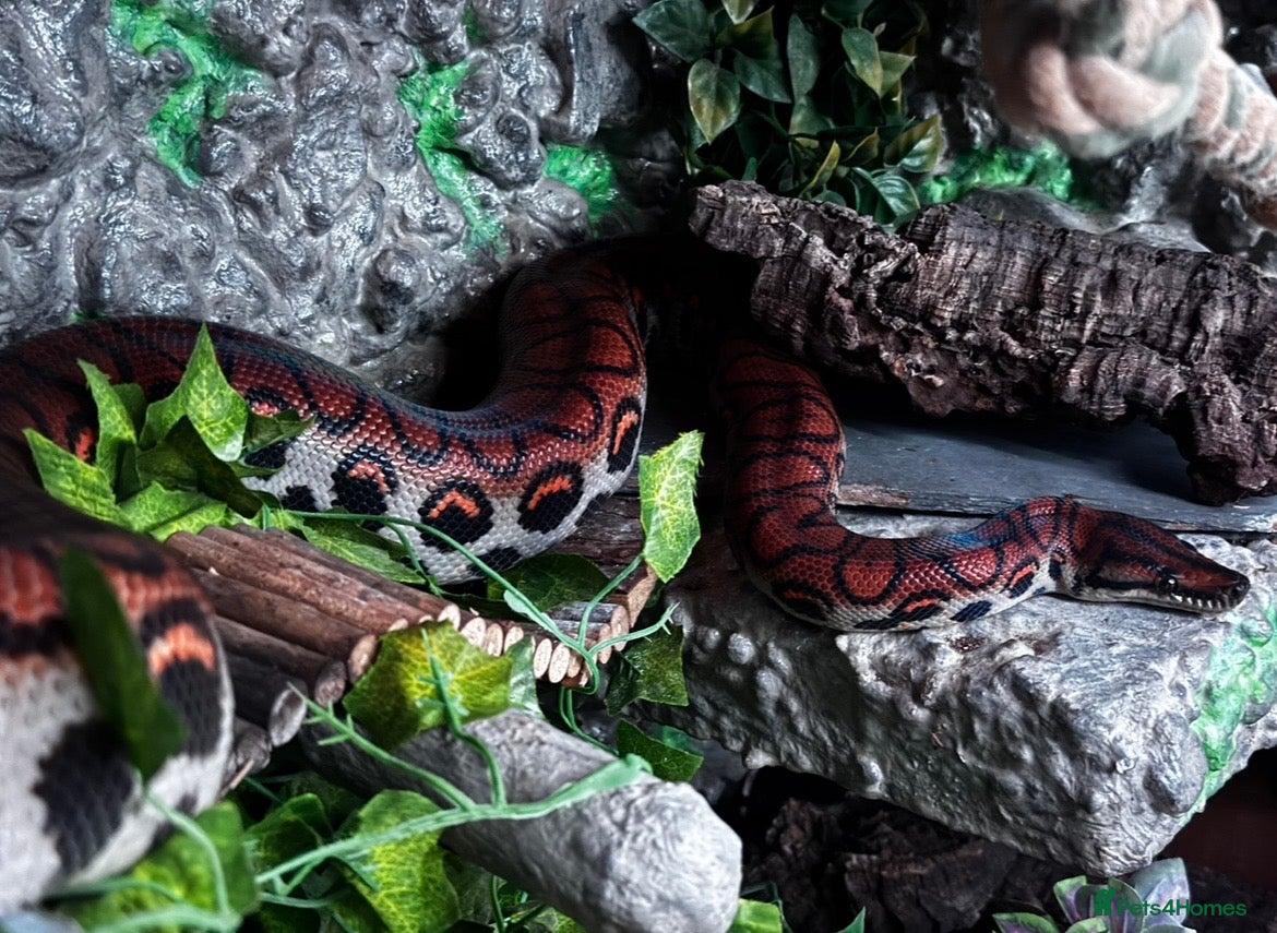 Boa Snake reptiles Beautiful Rainbow Boa + equipment  - Advert 5