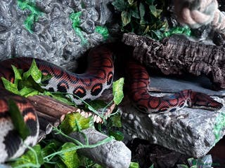 Boa Snake reptiles Beautiful Rainbow Boa + equipment - Advert 1