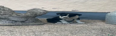 Border Collie 4