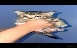 Mixed Breed cats for sale: Furry friends  - Advert 4