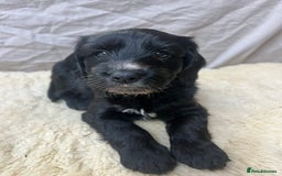 Cockapoo dogs for sale: Exceptional cockapoo pups- 1 Boy, 1 Girl left!! - Image 18