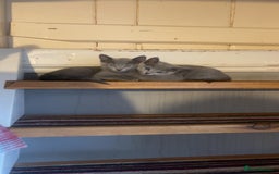 Russian Blue cats for sale: Pure Russian Blue Kittens  - Image 15