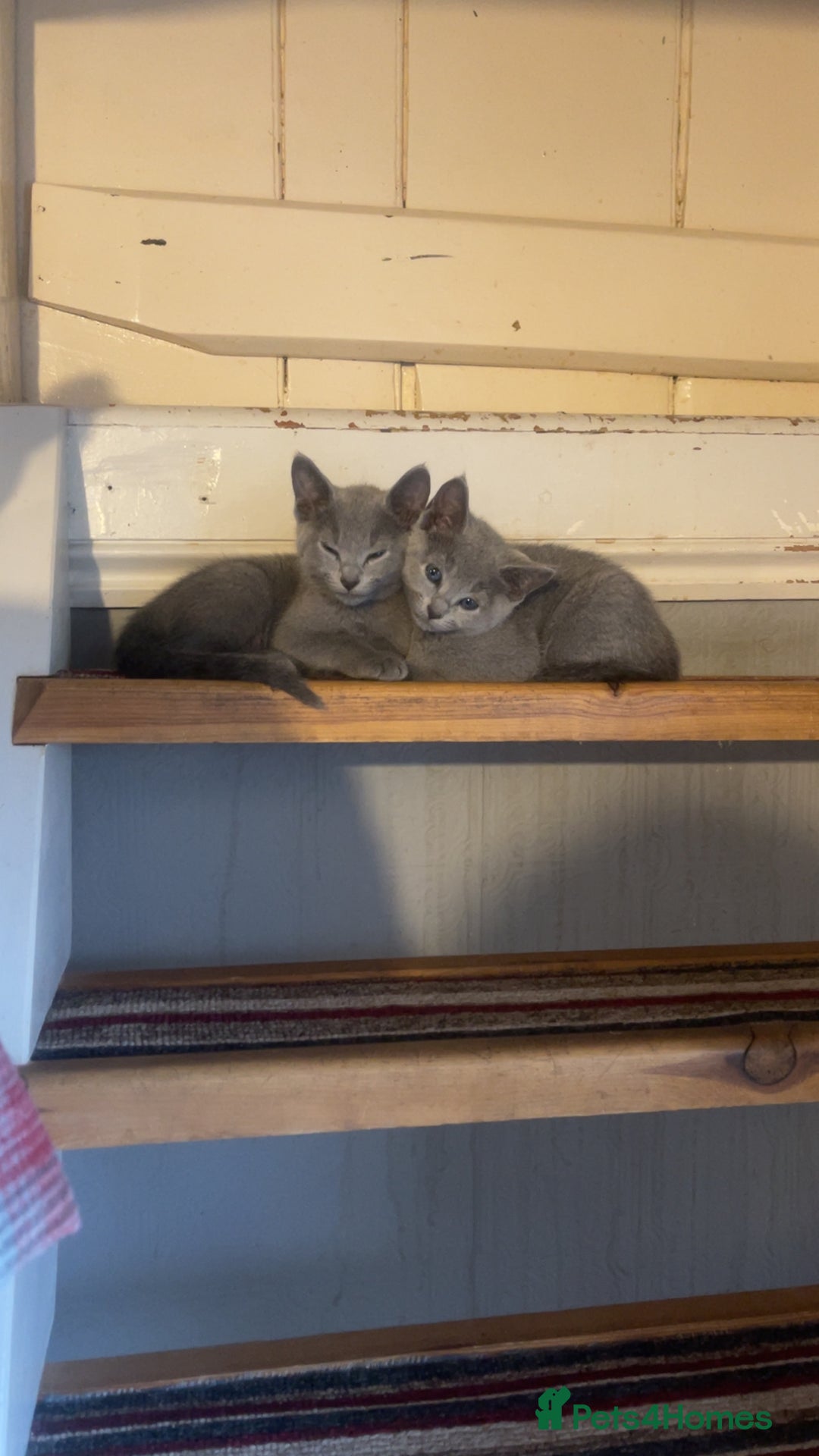 Russian Blue cats for sale: Pure Russian Blue Kittens  - Image 15