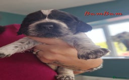 Cocker Spaniel dogs for sale: Reduced**** Ready Now Cocker Spaniel puppies 🐶  - Advert 18