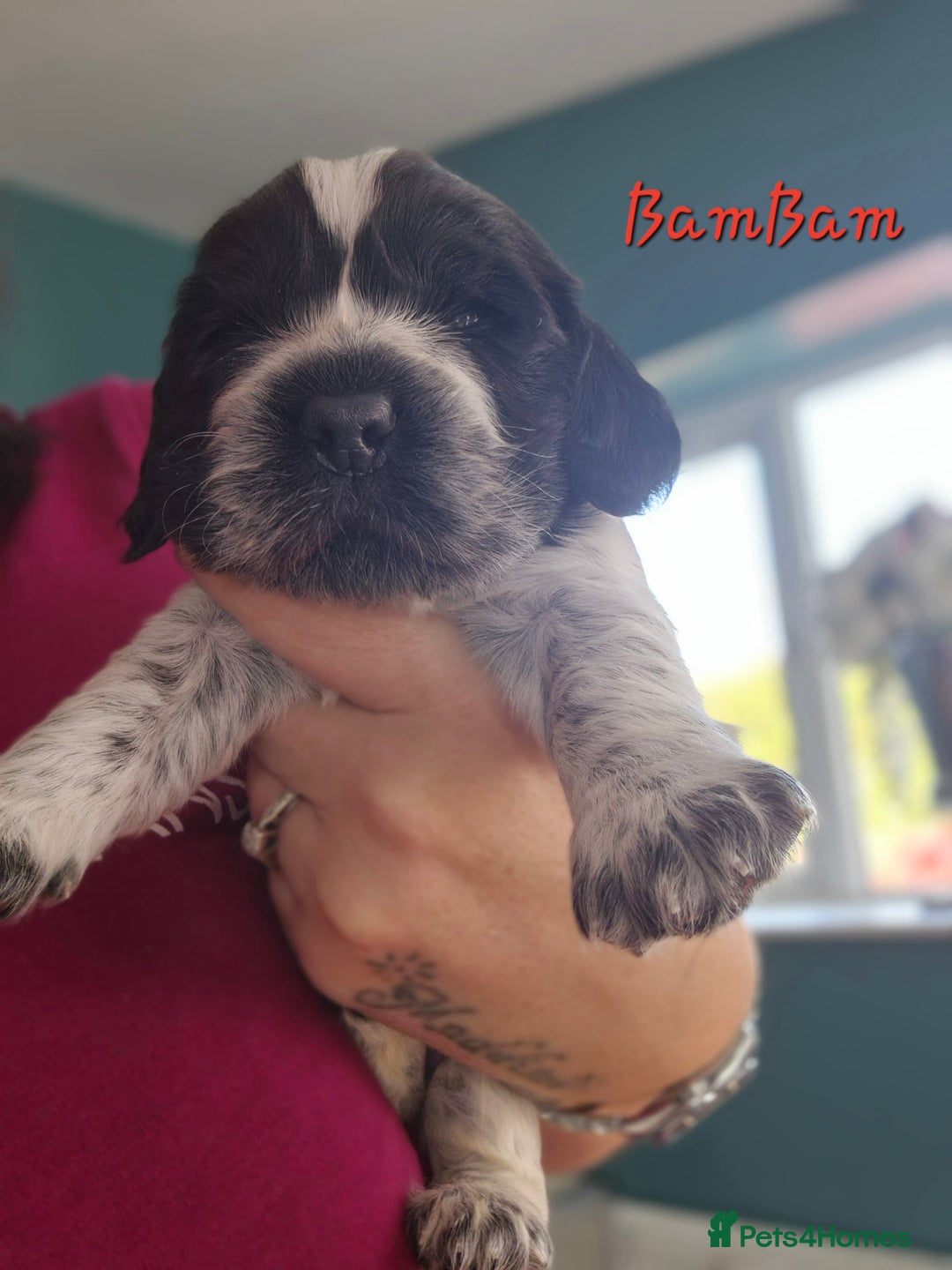 Cocker Spaniel dogs for sale: Reduced**** Ready Now Cocker Spaniel puppies 🐶  - Advert 18