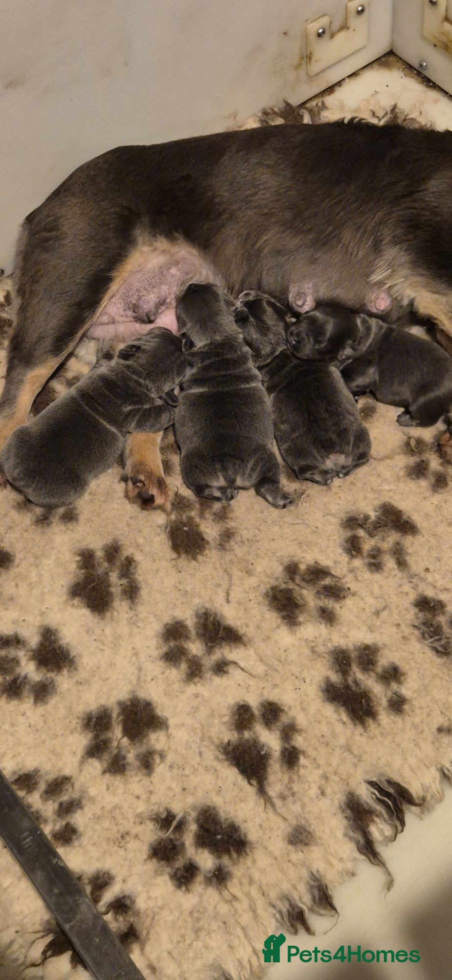 French Bulldog dogs French bulldog puppies - Advert 1