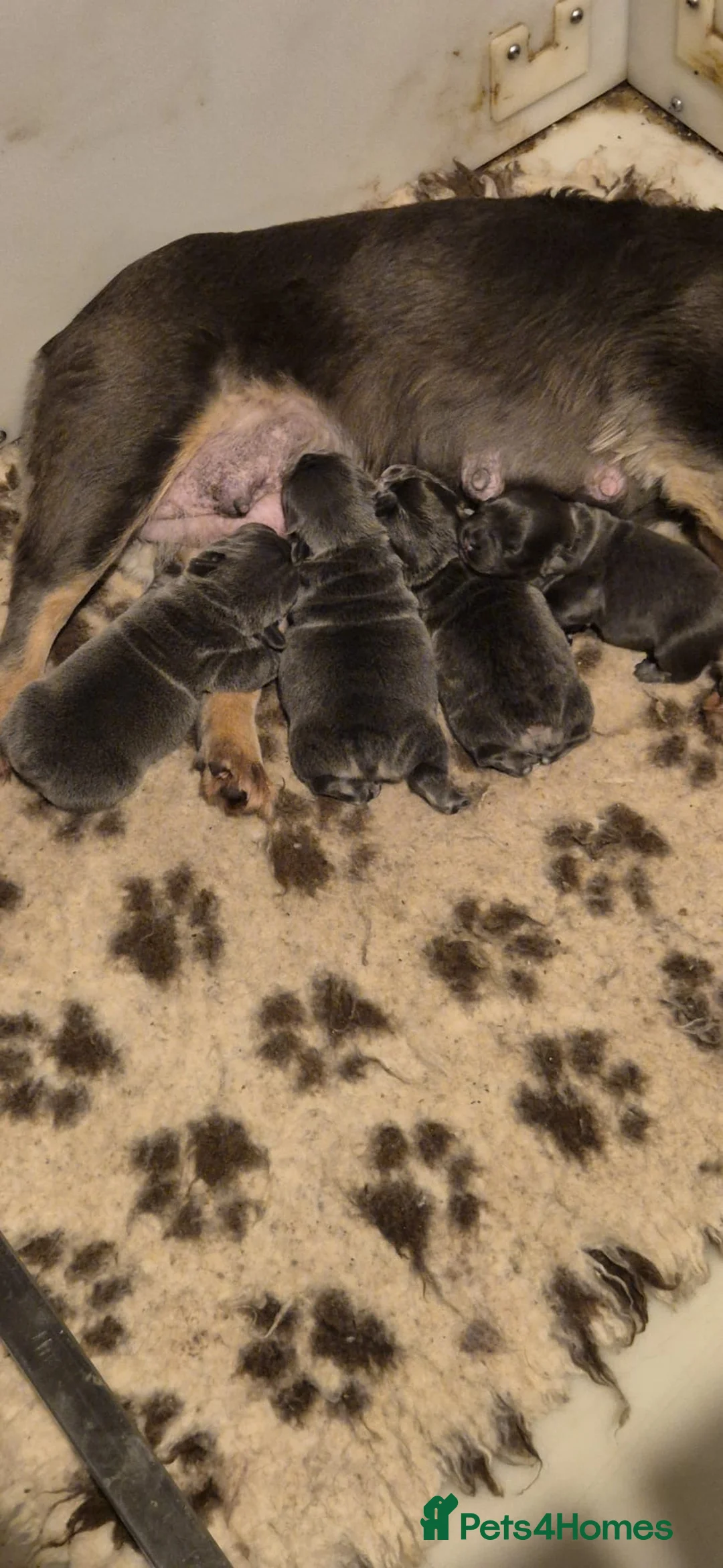 French Bulldog dogs for sale: French bulldog puppies - Advert 1