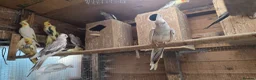 Cockatiels birds for sale: Cockatiel  - Advert 3
