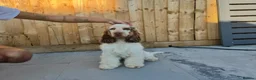 Cocker Spaniel dogs for sale: Beautiful 8 month old boy needs a new home  - Advert 3