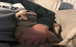 French Bulldog dogs for sale: Female Frenchie needing new home - Image 14