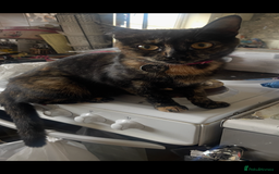 Scottish Fold cats for sale: Bombay  in Lee-on-the-Solent - Image 3