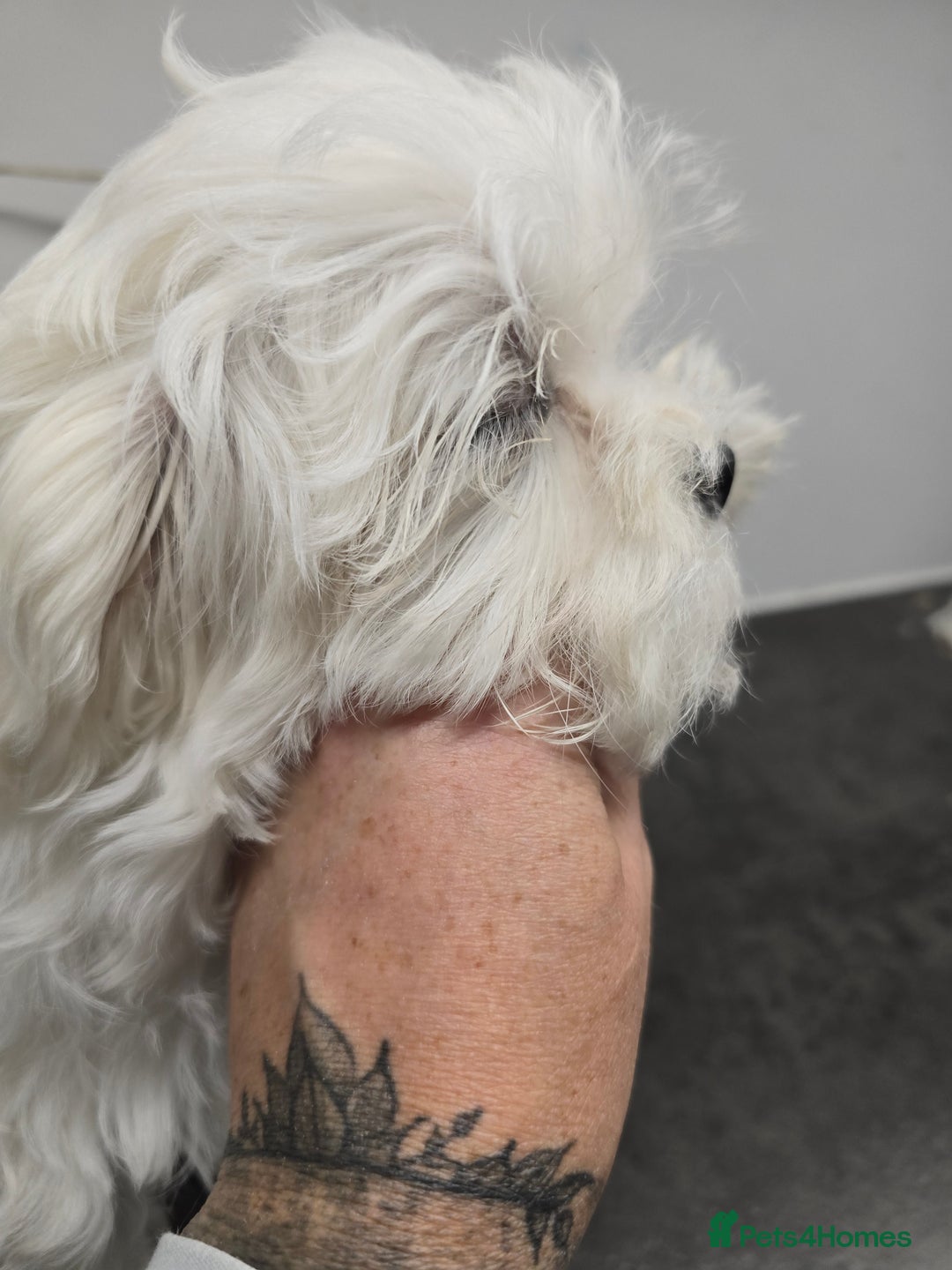 Maltese dogs for sale: 50%KOREAN KC Little Girl  - Image 4