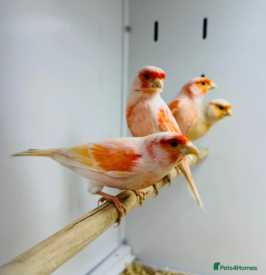 Canaries birds for sale: Red mosaic . Harlequin. Red factor - Advert 4