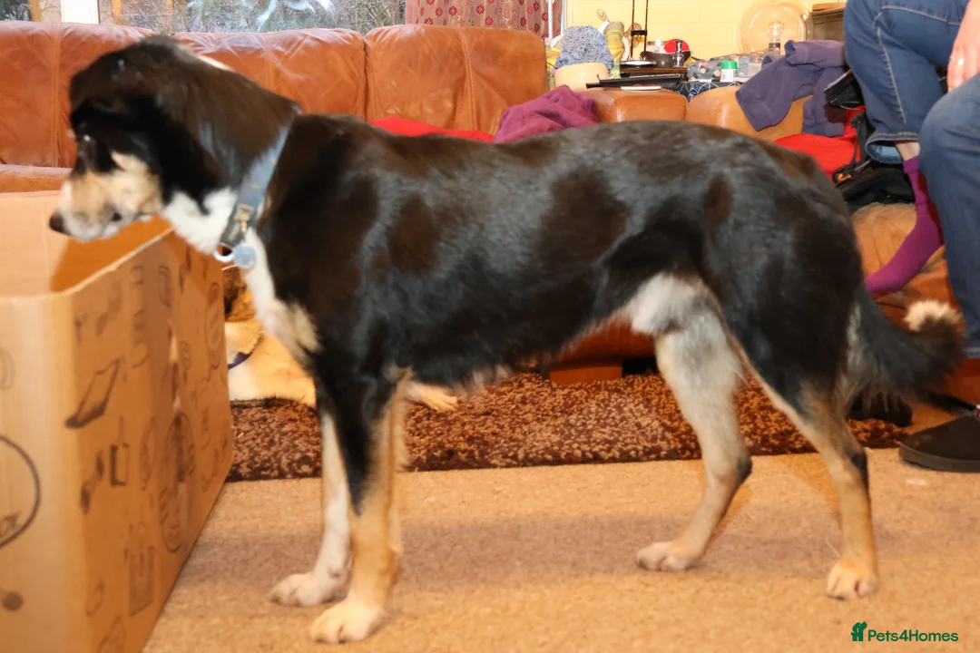 Welsh Collie dogs for sale: Beautiful Welsh Collie Sheepdog Puppy for Sale - Advert 2