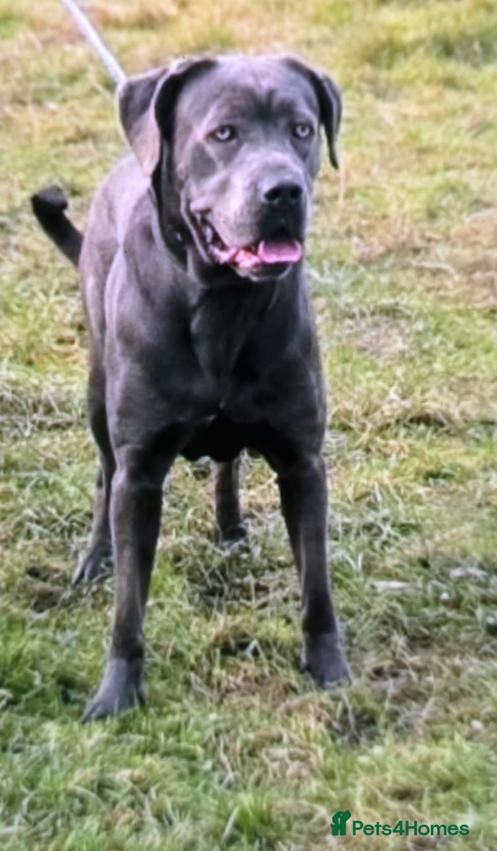 Cane Corso dogs Cane corso pupps  - Advert 2