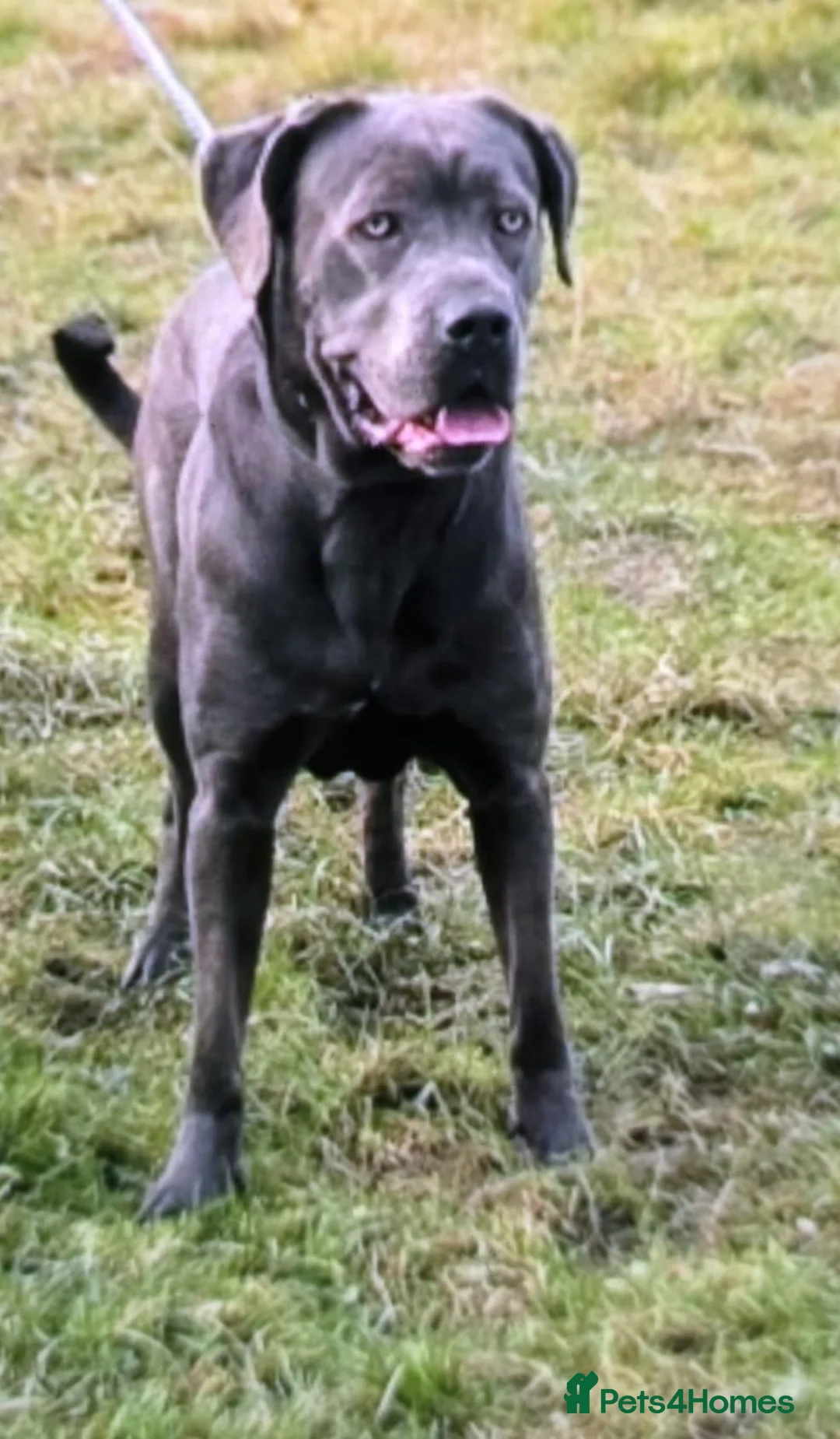 Cane Corso dogs for sale: Cane corso pupps  - Advert 2