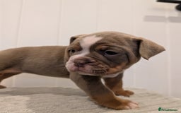 Old Tyme Bulldog dogs for sale: Kyro & Lyla Litter Old Tyme Old English Bullgdog - Image 9