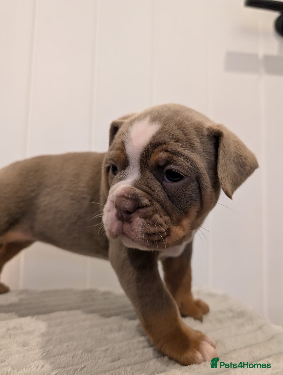 Old Tyme Bulldog dogs for sale: Kyro & Lyla Litter Old Tyme Old English Bullgdog - Image 9
