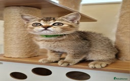 British Shorthair cats for sale:  Super friendly /lap Bsh kittens 2left😍 - Image 12