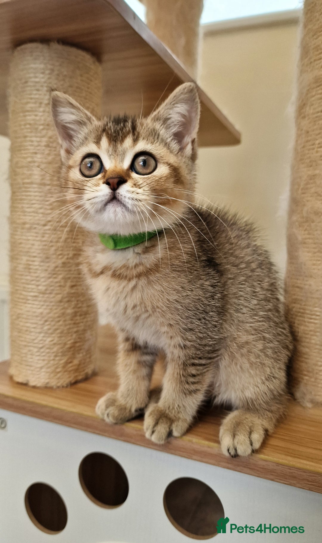 British Shorthair cats for sale:  Super friendly /lap Bsh kittens 2left😍 - Image 12