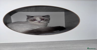 Ragdoll cats Beautiful ragdoll for sale - Advert 1