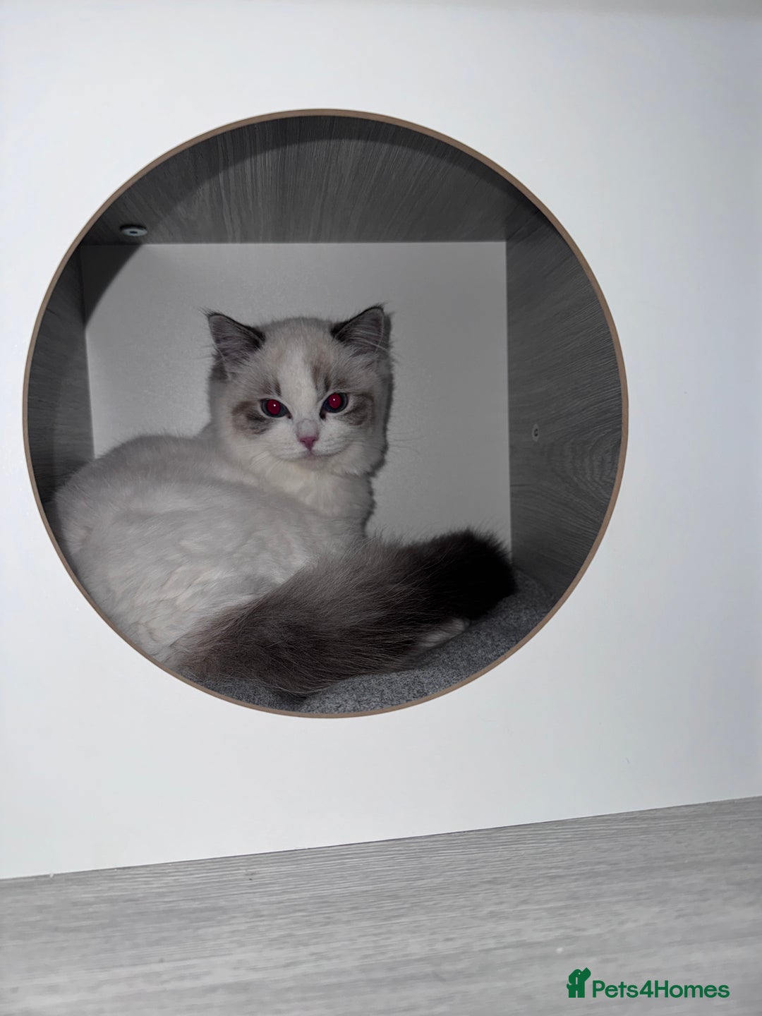Ragdoll cats for sale: Beautiful ragdoll for sale - Advert 2