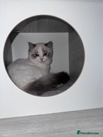 Ragdoll cats Beautiful ragdoll for sale - Advert 3