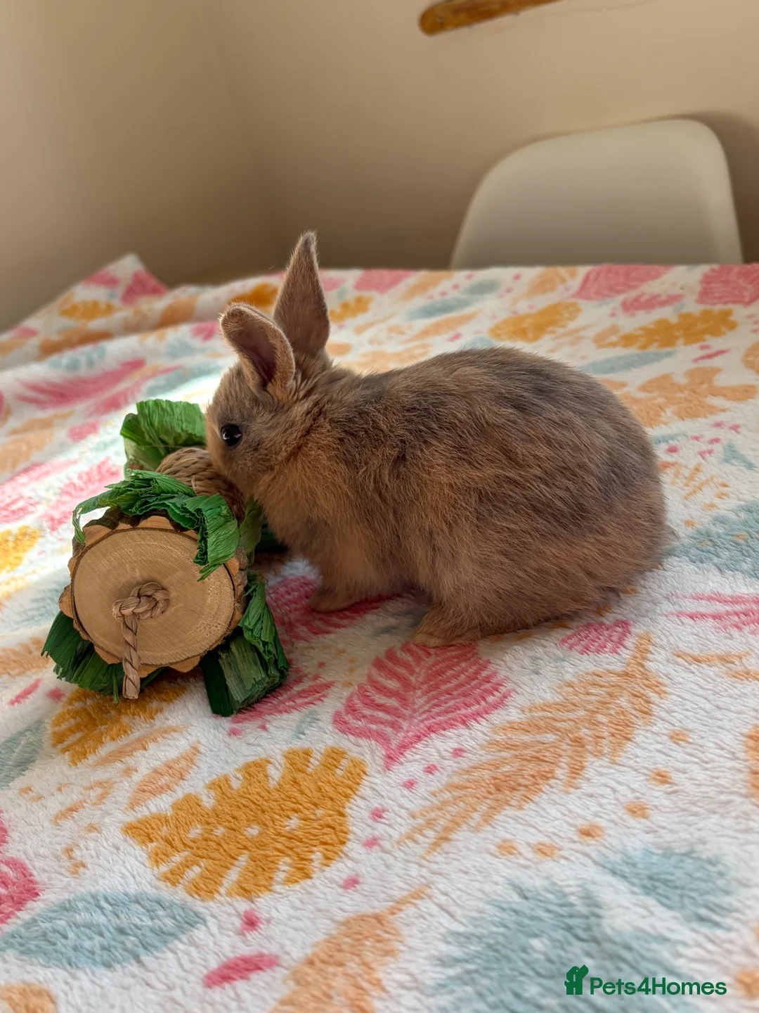 Mixed Breed rabbits for sale: Baby Rabbits for sale - mixed breed in King's Lynn - Advert 1