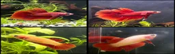 Bettas fish for sale: Beautiful bettas ready to go!  - Advert 1