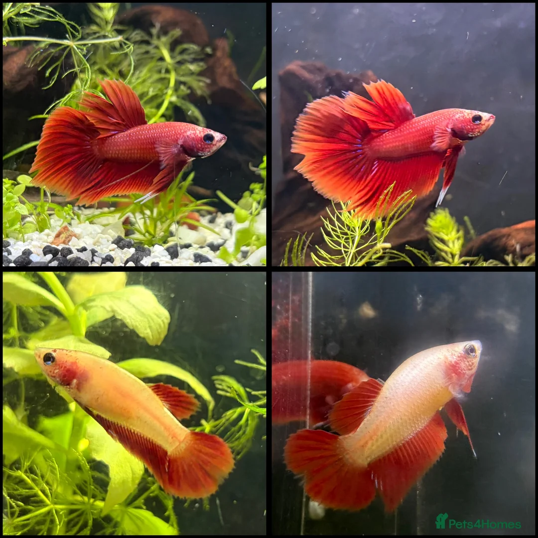 Bettas fish for sale: Beautiful bettas ready to go!  - Advert 1