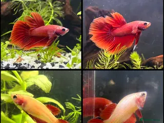 Bettas fish Beautiful bettas ready to go! - Advert 1