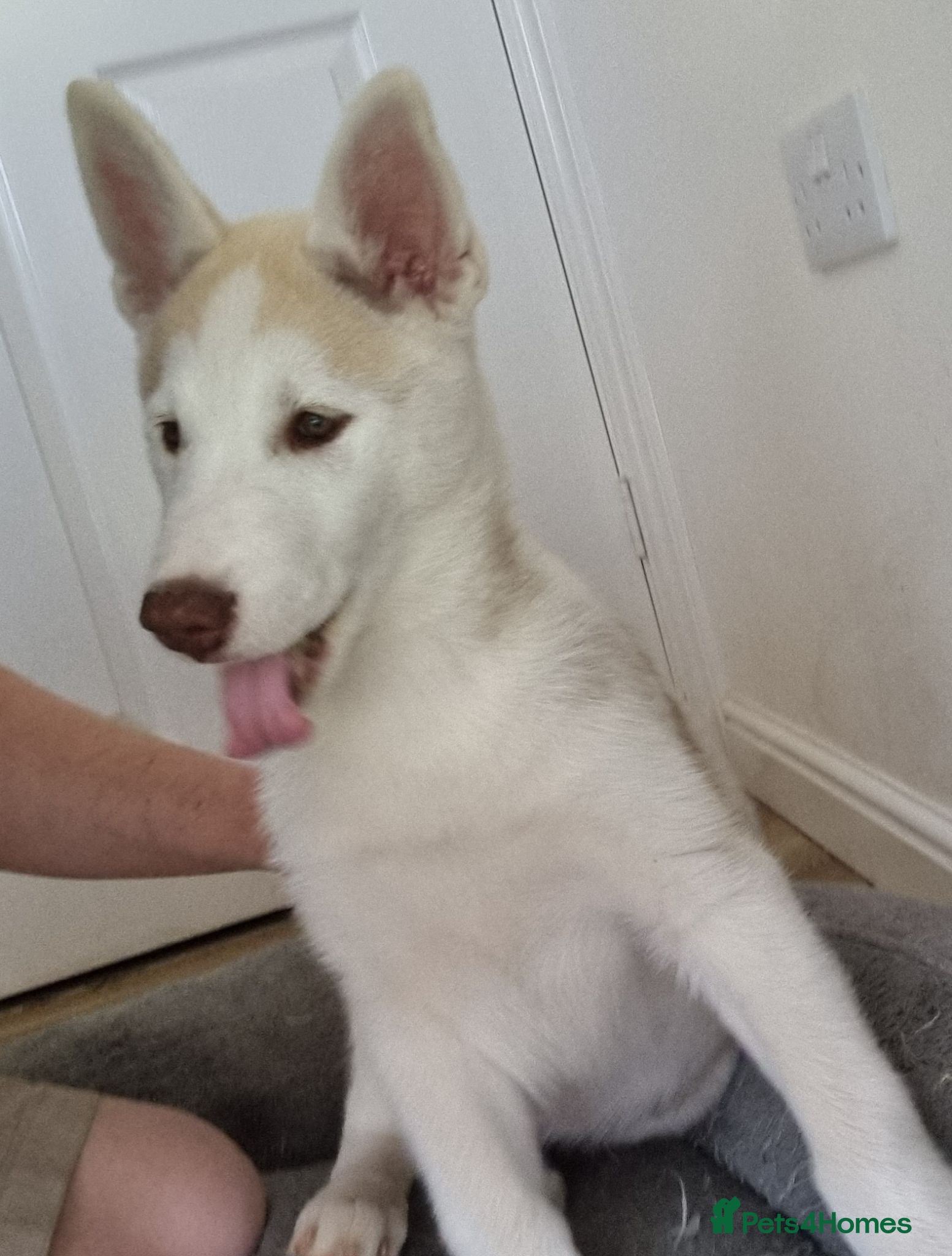 Siberian Husky dogs Husky puppy - Advert 3